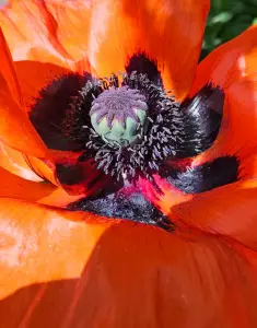 Leentje 03 Papaver